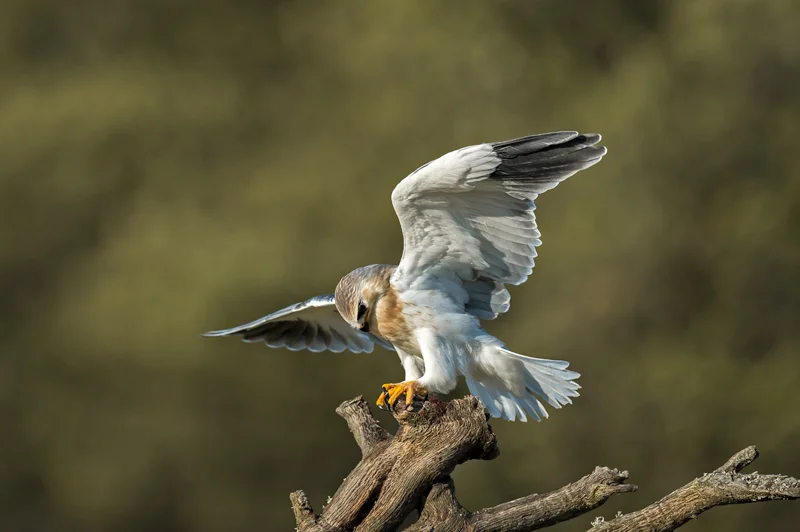 Pero le basta con abrir las alas para dar clara muestra de su poderio, que le proporciona razones para el optimismo
