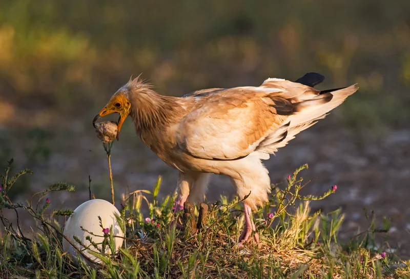 El alimoche, un carroñero que ha desarrollado un comportamiento curioso y muy evolucionado; comedor de huevos, entre otras cosas, le hemos dado una sorpresa de mañana...