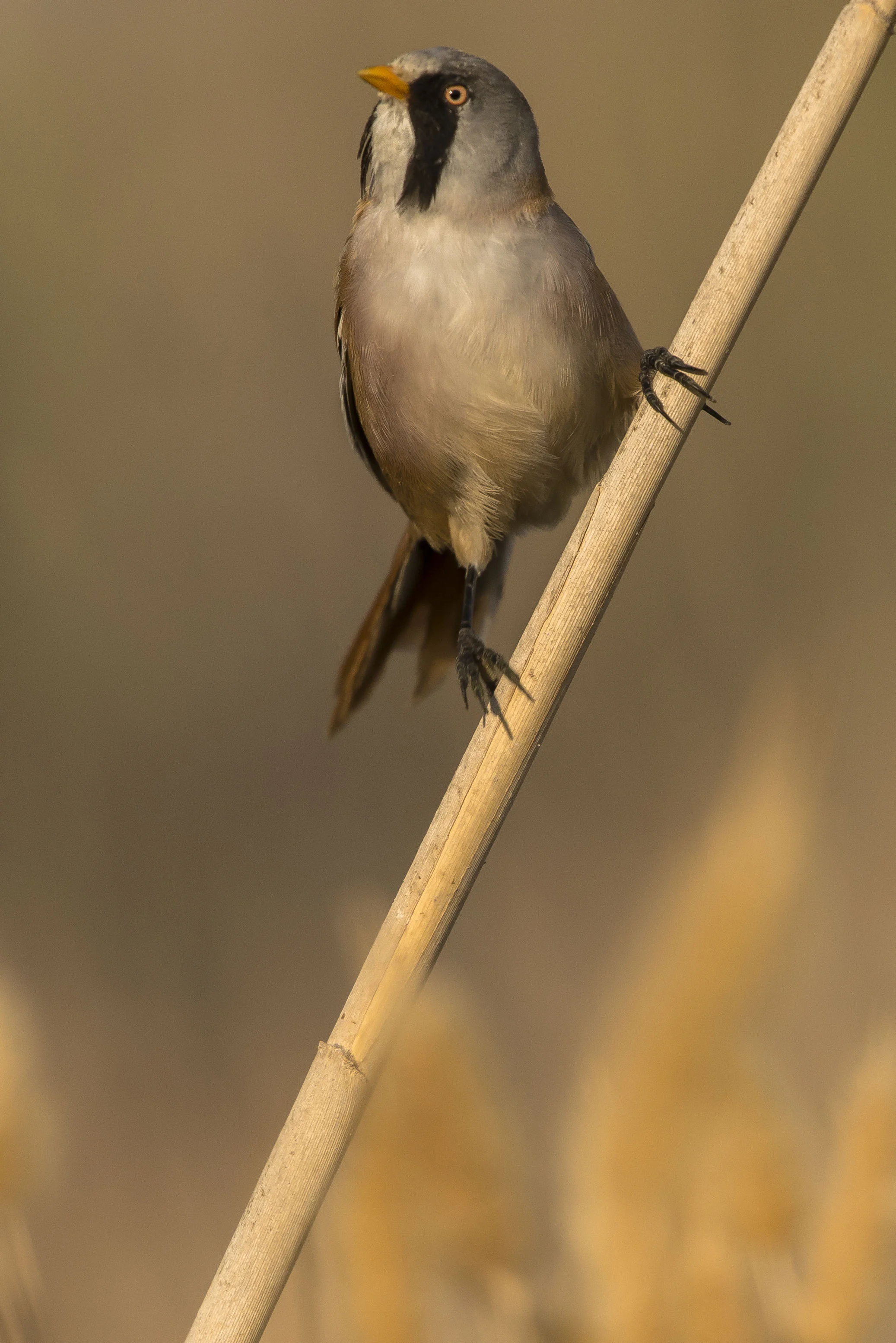DSC_5218.jpg