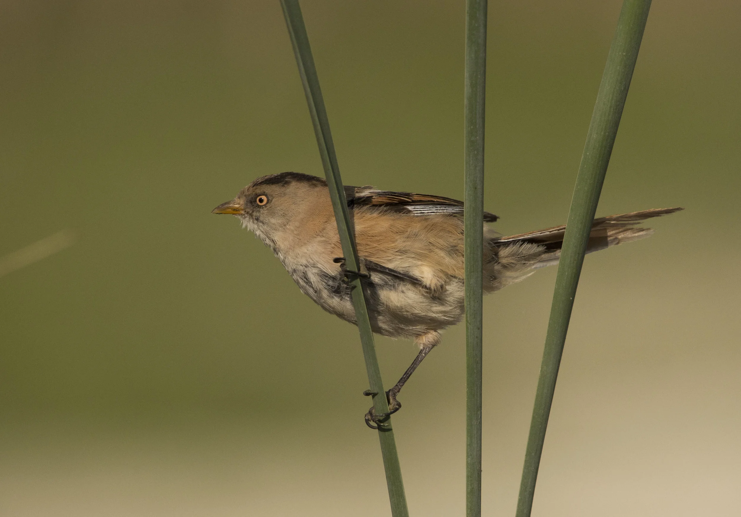 DSC_5375.jpg