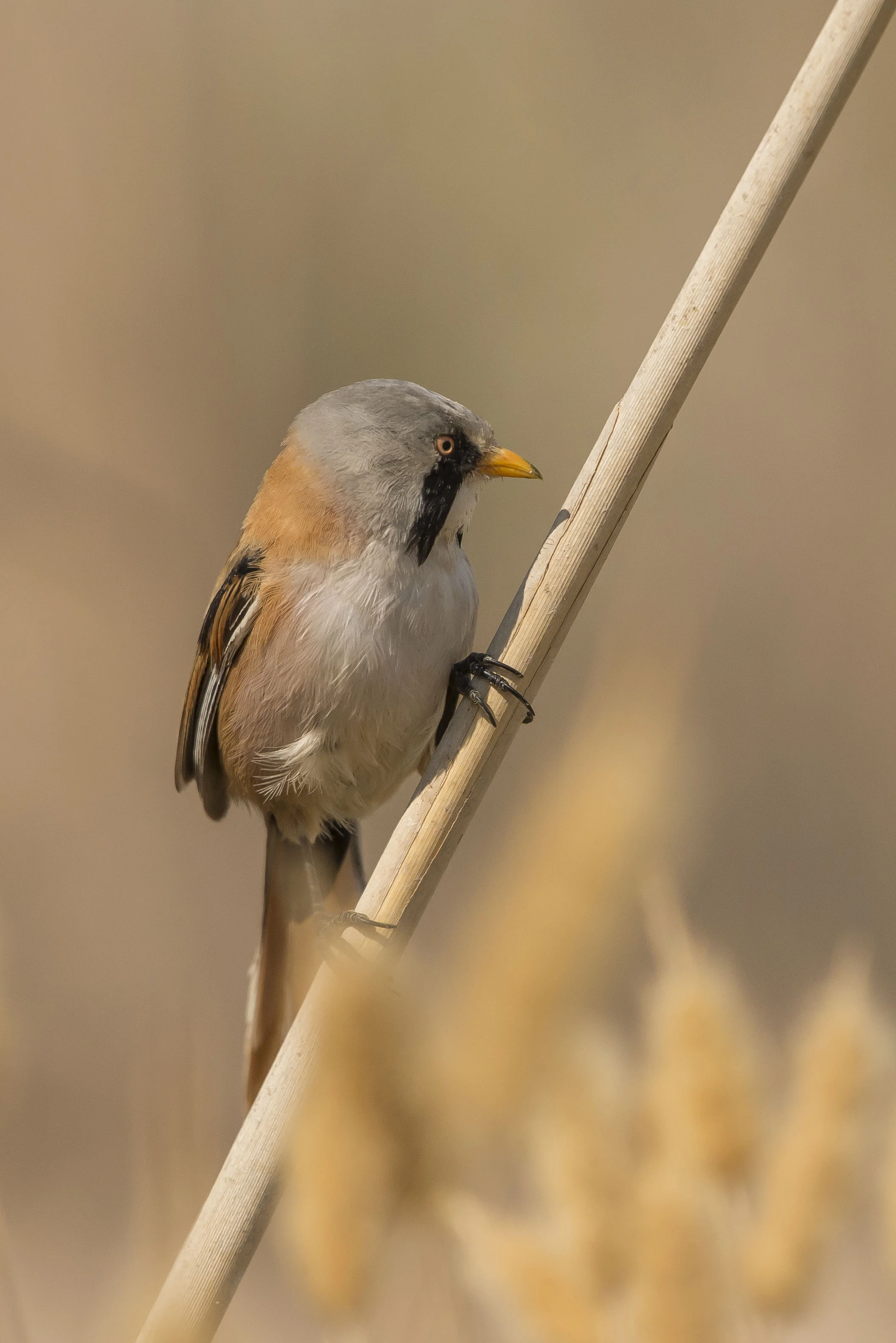 DSC_5615.jpg