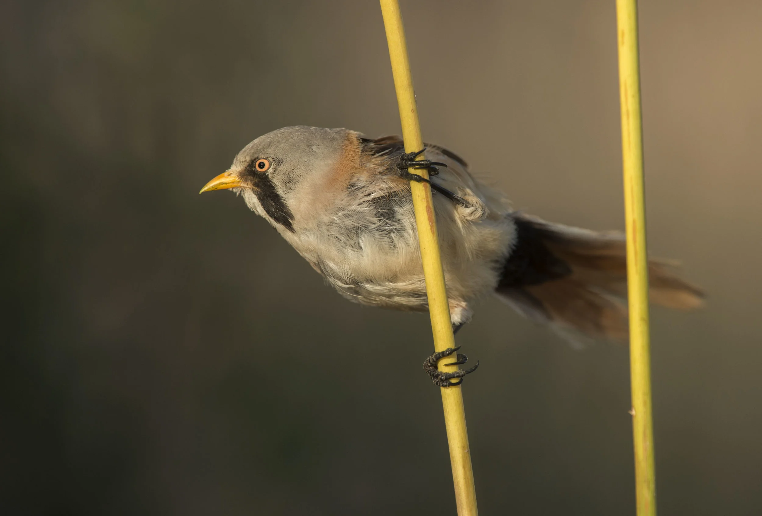 DSC_7242.jpg