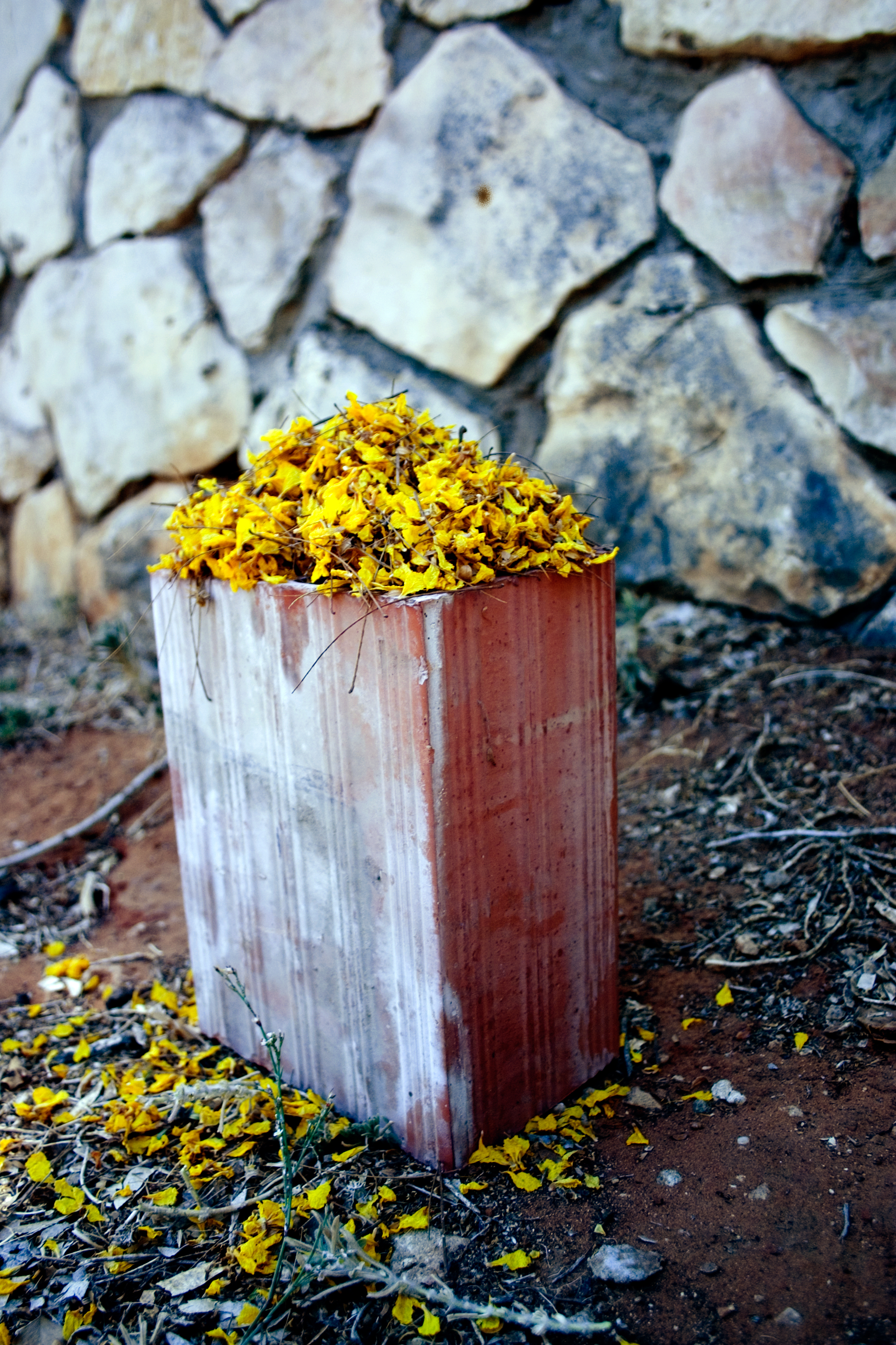 1-a.-Brick-Yellow-flower-.jpg