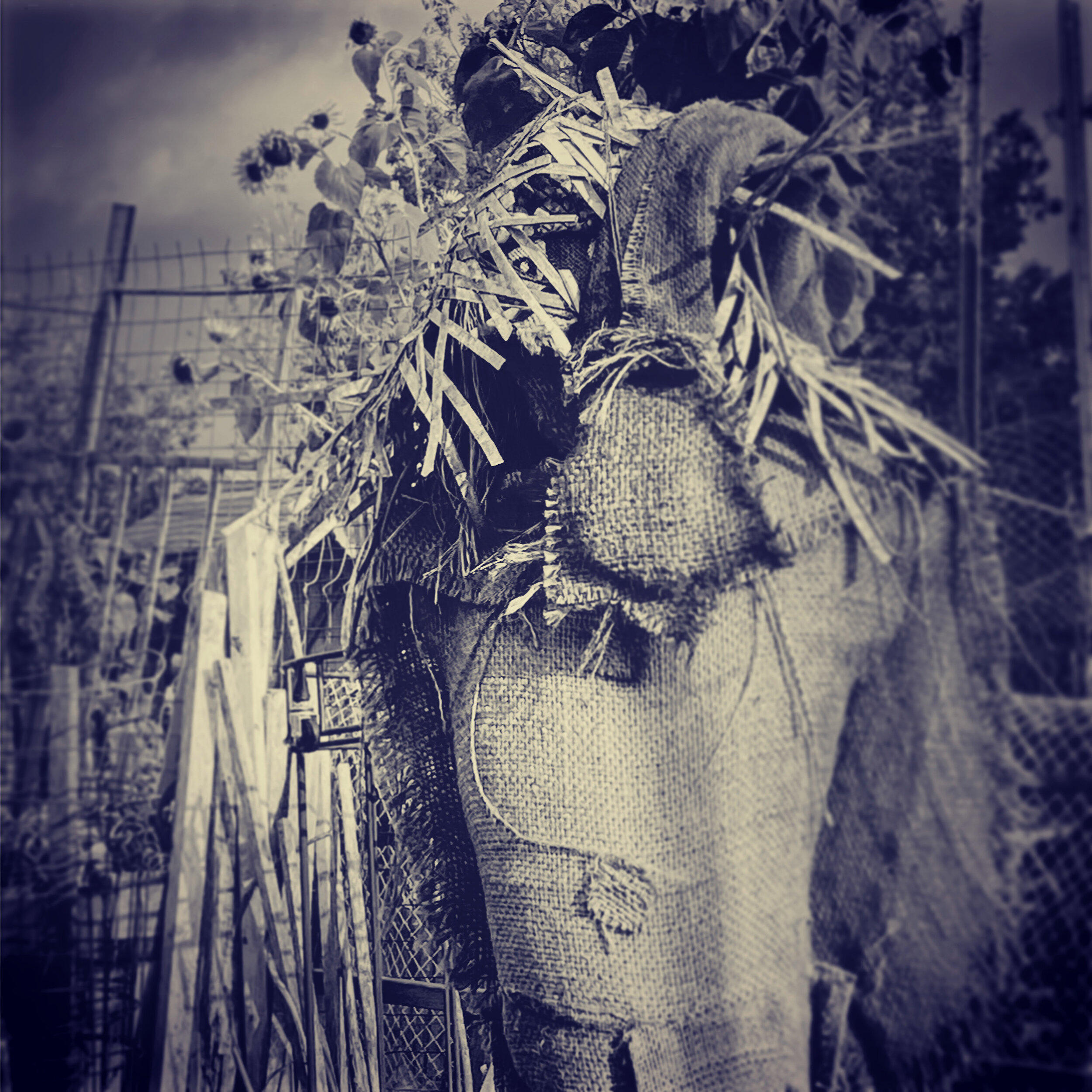 Photography: What Scares the Scarecrow