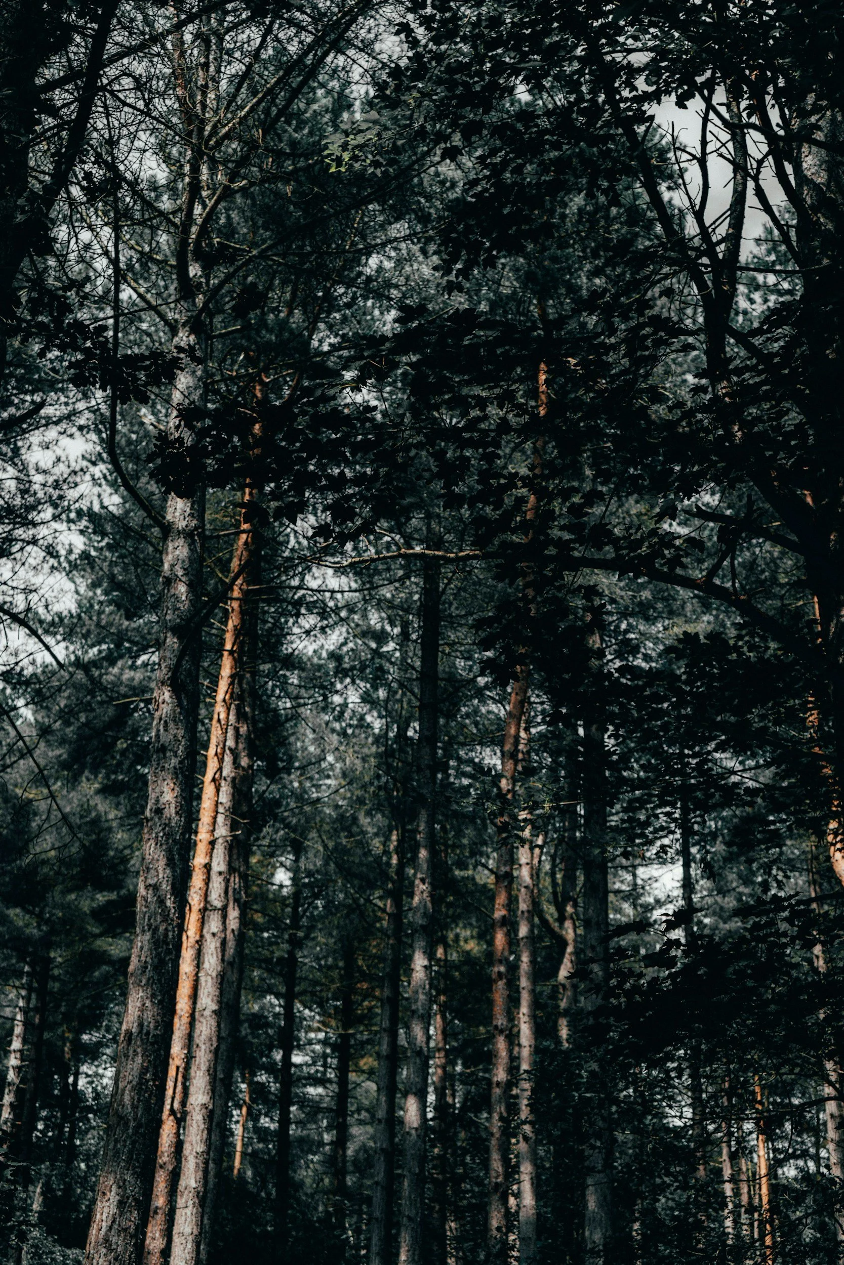 once forest creatures