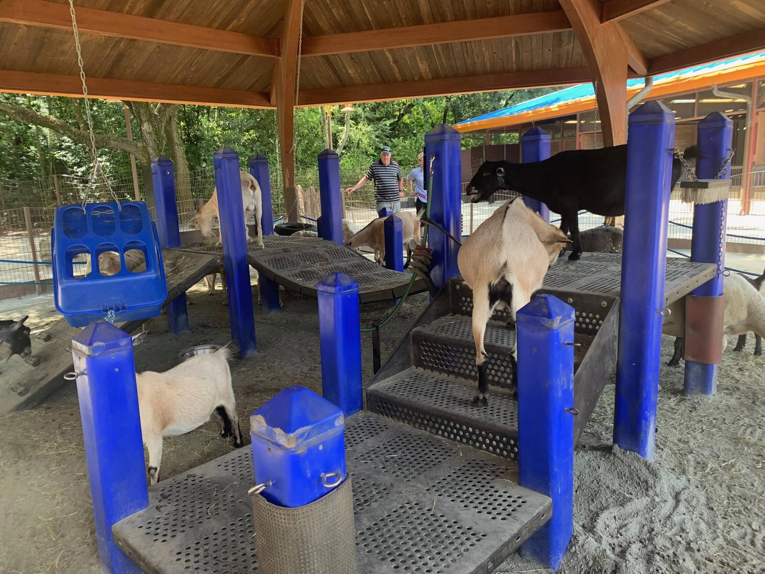 Petting zoo outside of the Animation Experience