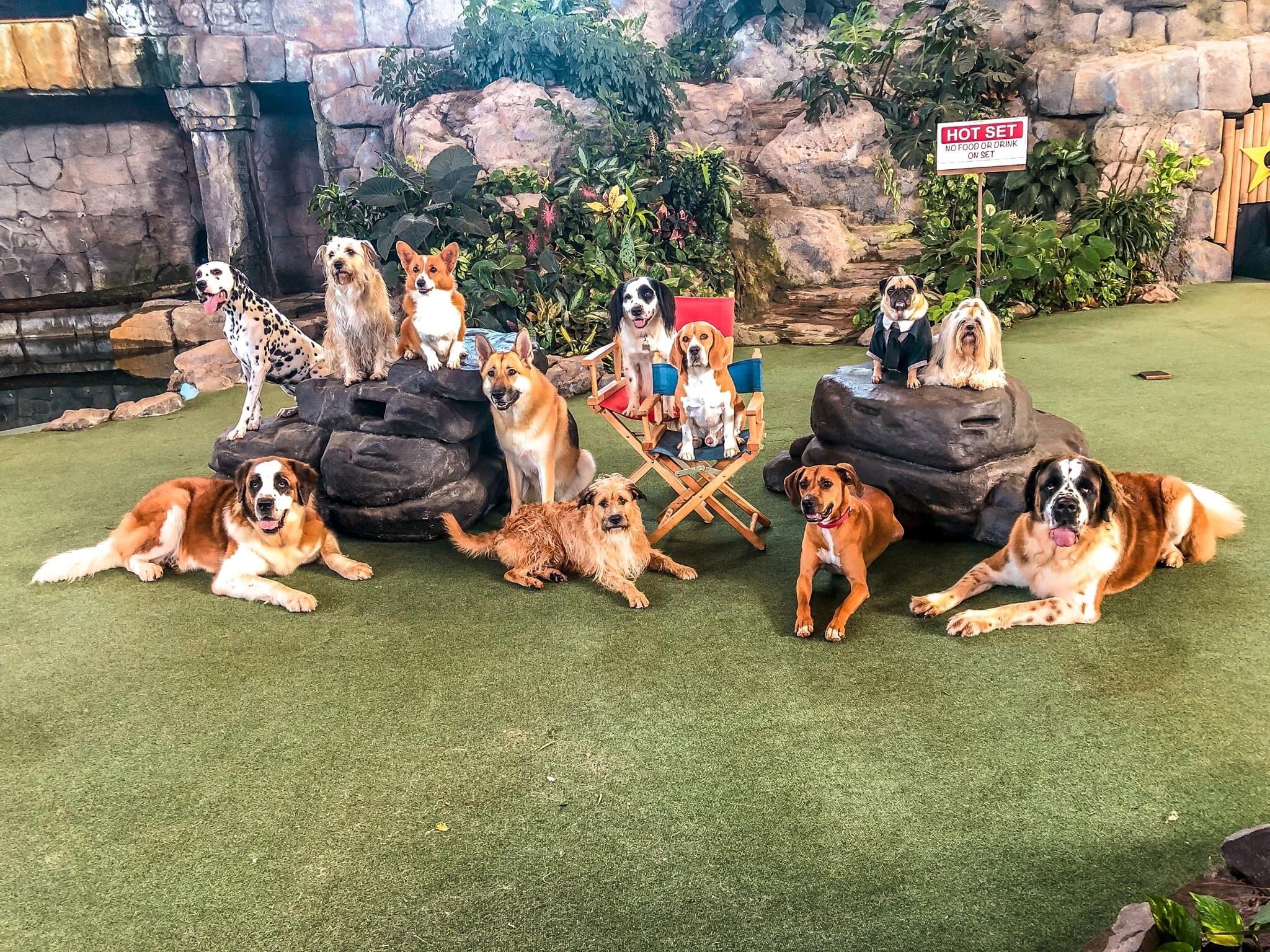 Animal Actors on Location - a Hidden Gem at Universal Orlando — Trips by  Mouse
