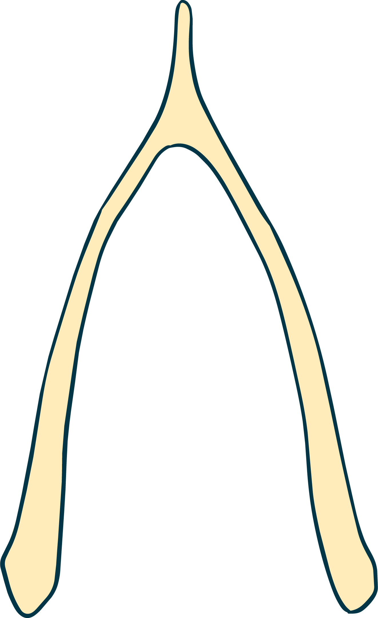 Illustration of a wishbone