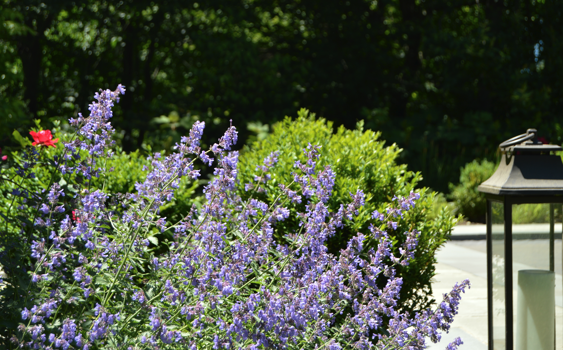 Copy of landscape design lavender plantings in Croton, NY