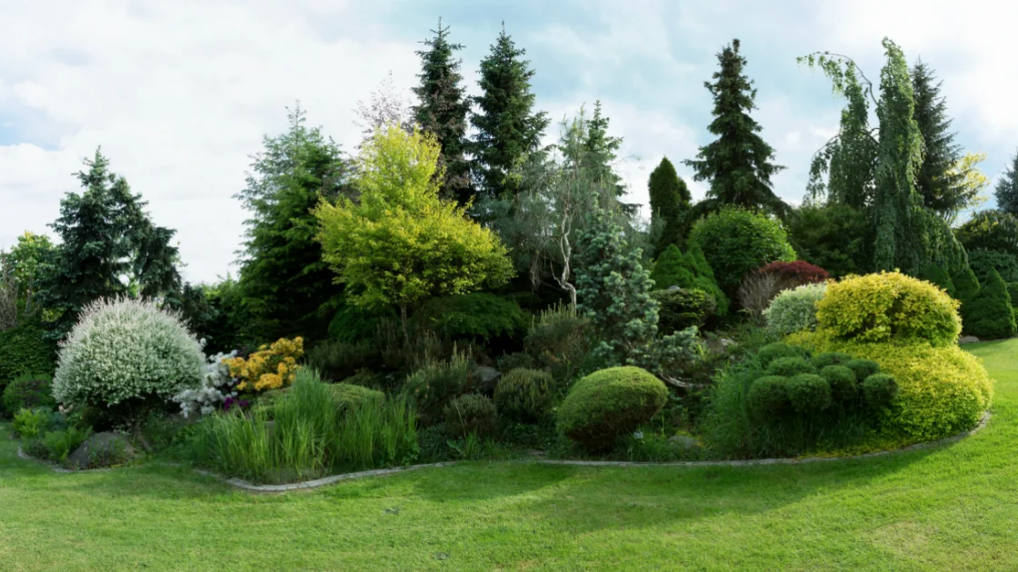 Evergreen Tree Landscape Ideas for Westchester County