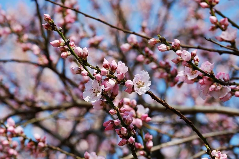 Manzer’s Sponsors Peekskill, NY, Rotary Club's 1st Annual Cherry Blossom Festival to Help Support Literacy
