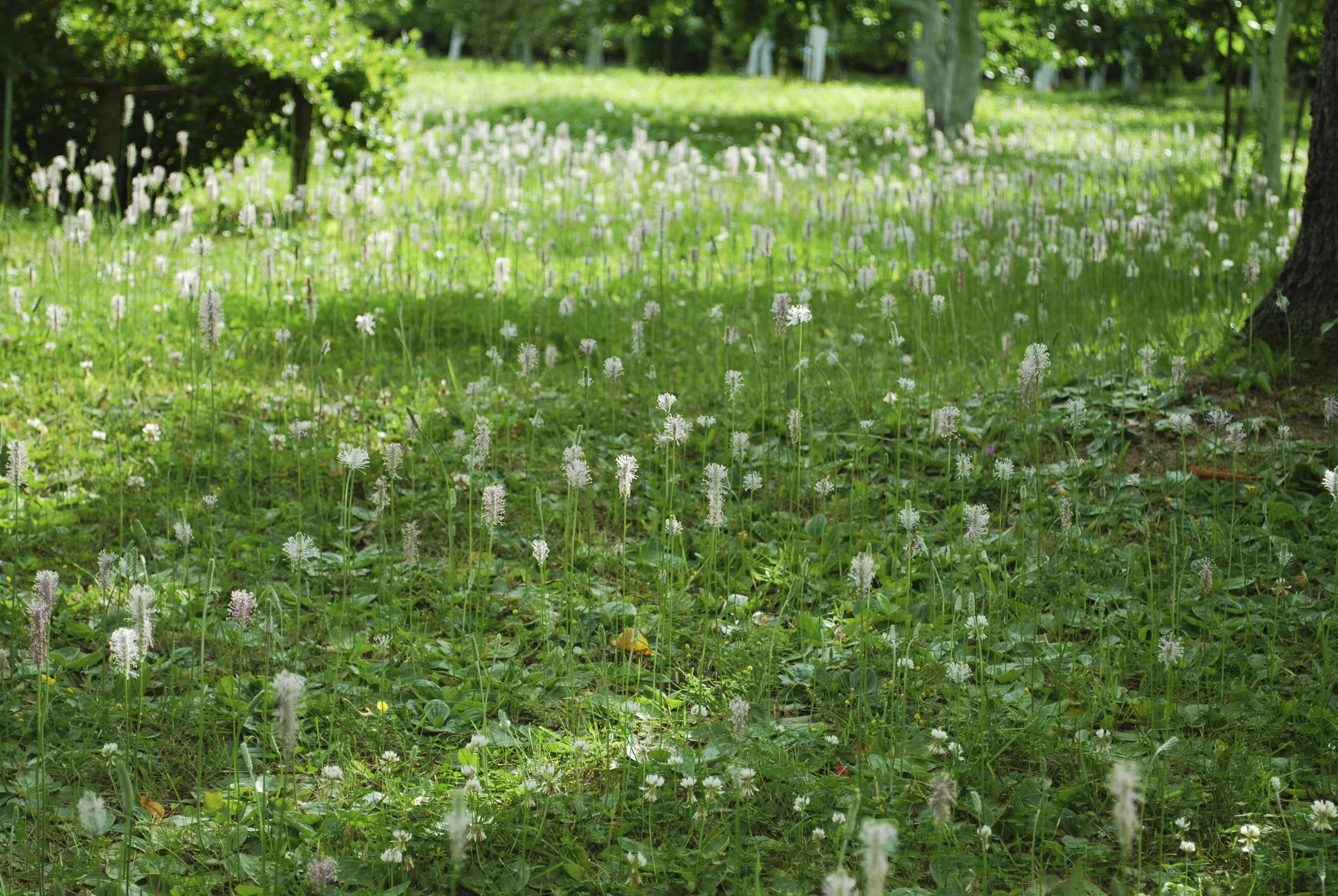 What the Most Common Weeds Say About the Condition of Your Somers, NY, Landscape