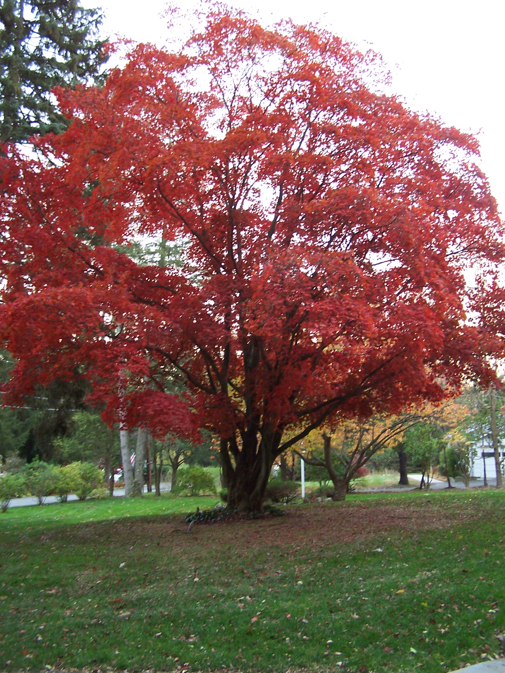 What Is A Specimen Tree? How To Add One To Your Yard – FCQXB