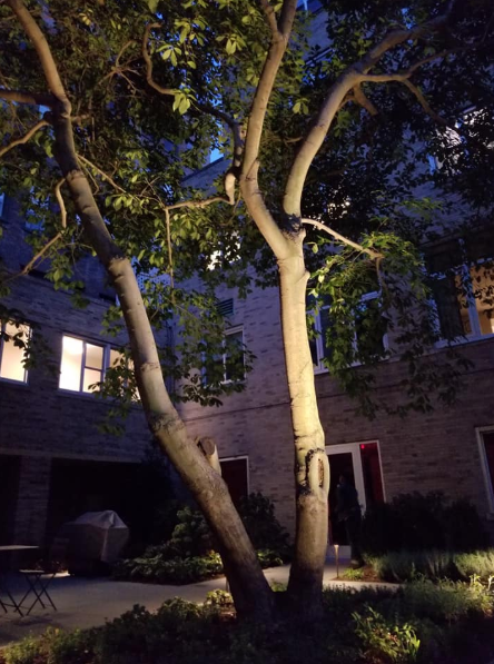 How Landscape Lighting Complements Your Softscapes in Yorktown, NY