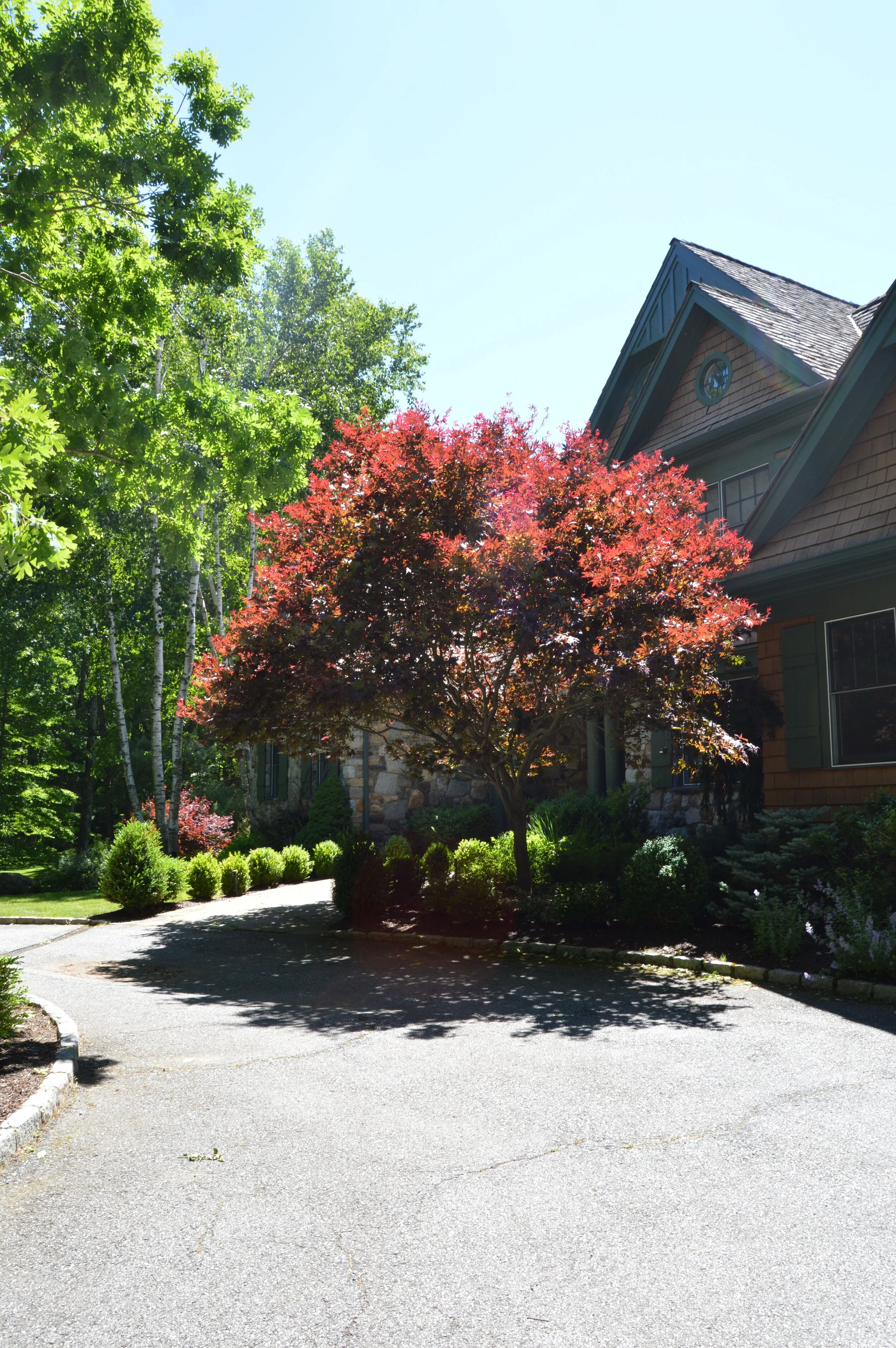 Landscaping with Trees as Focal Points in Scarsdale, NY