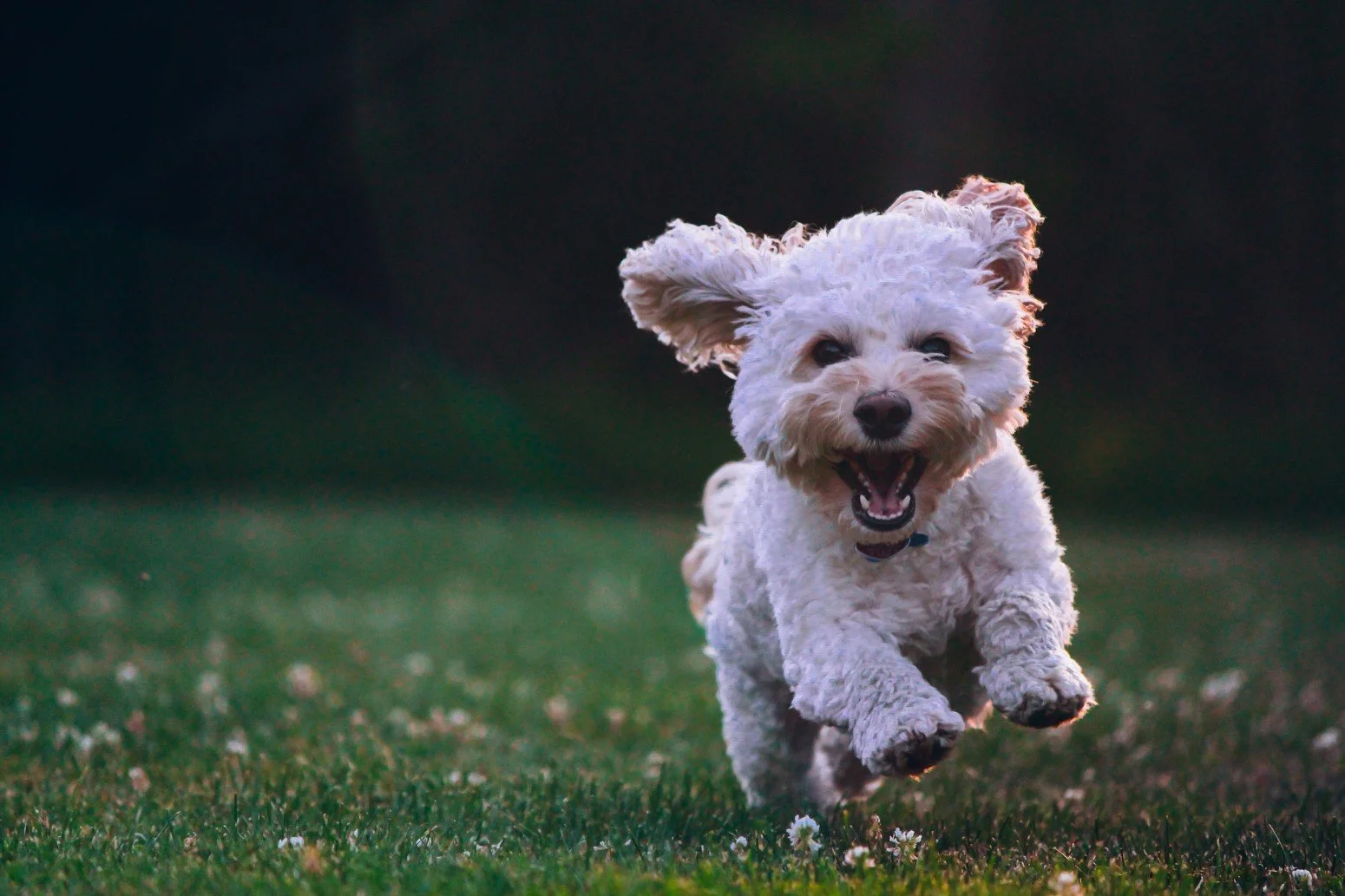 How to Tell If You Have Fleas in Your Yard: A Seven-Step Guide
