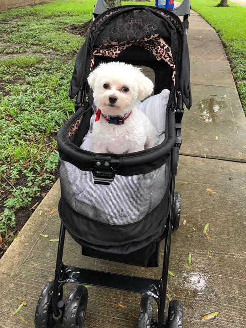 Lorenzo in stroller.jpg