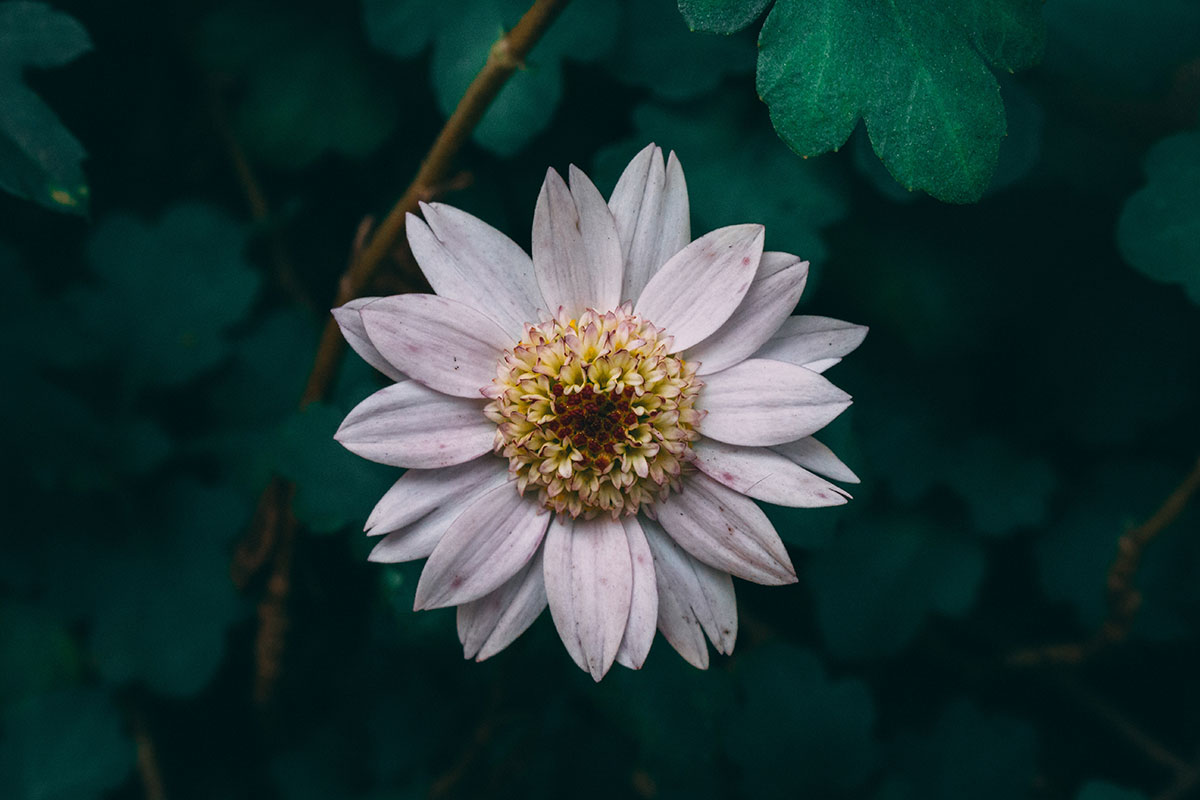 datura2.jpg