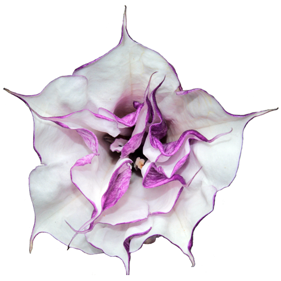 dautra-flower2.png