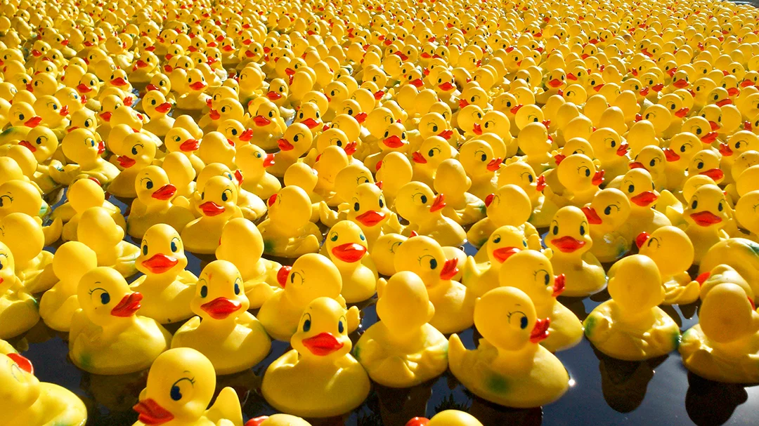 3 Rubber Duck Racing.jpg