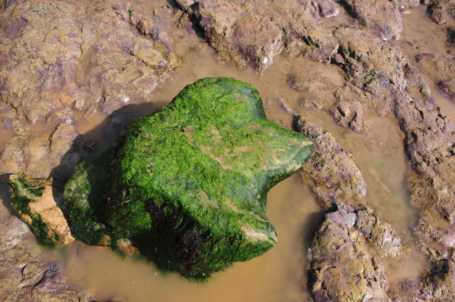Fossils-rock-Sandown.jpg