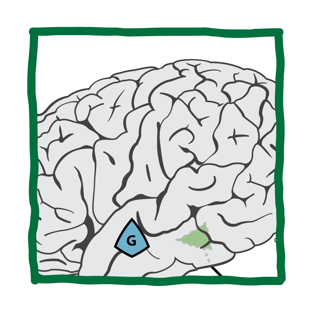 How does the brain represent and retrieve word meanings?