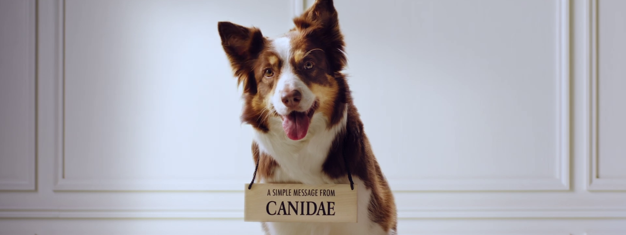 canidae_carousel.png
