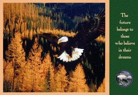 Eagle in Western Sky-#12401