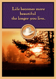 Moose Gift Enclosure