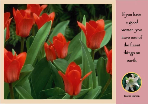 Flower Tulips-#40149