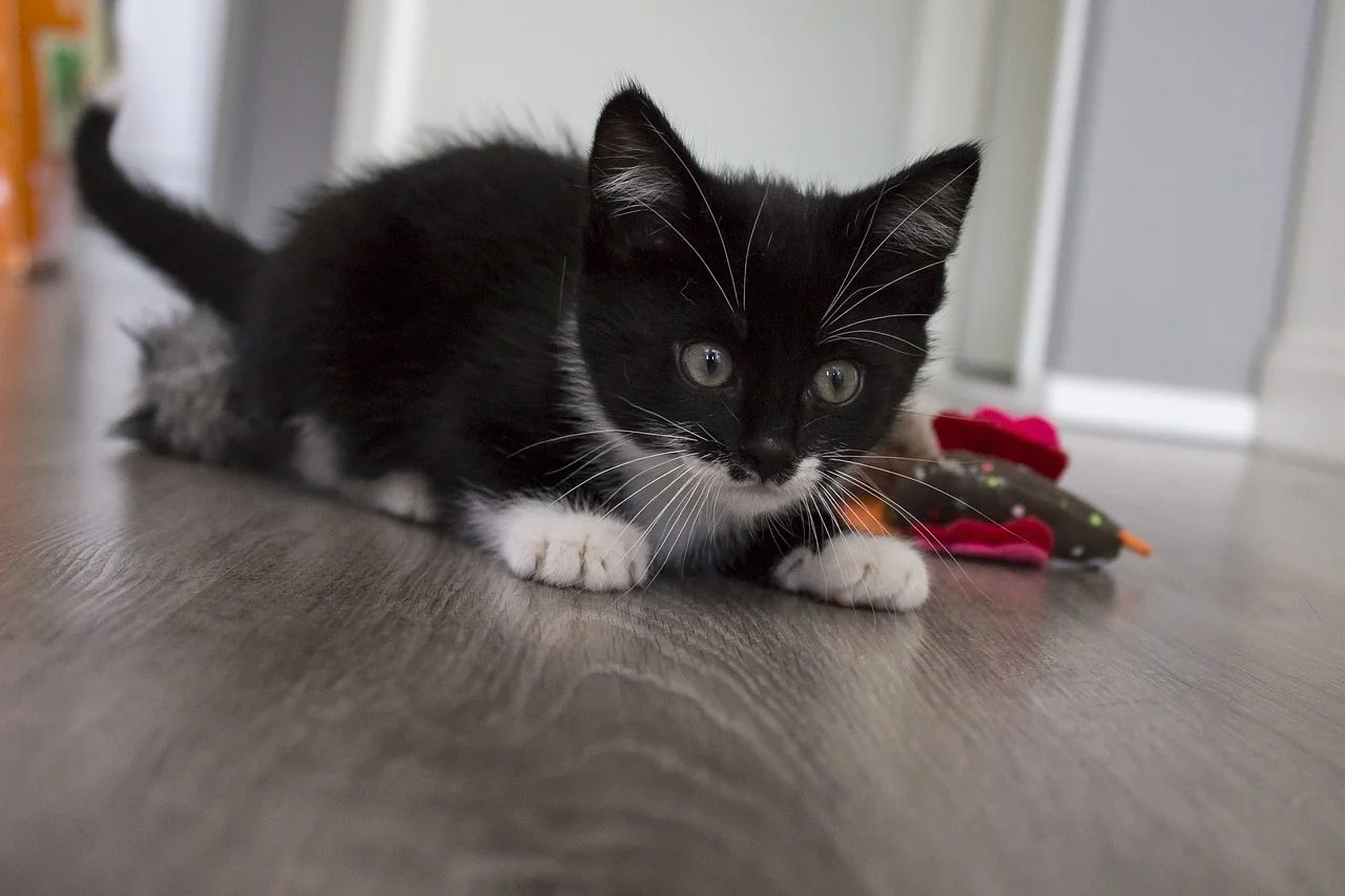 cat-832597_1280.jpg