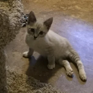 Scout is the fastest cat on 2 feet.
