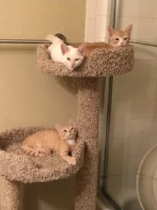 From Top to bottom Chloe, Junior, and Wiley. All three are Scouts siblings. All perfectly happy, healthy, and affectionate.