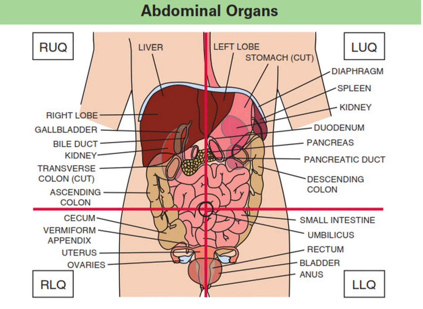 abdominal-quadrants-organs-in-the-abdominal-quadrants.jpg