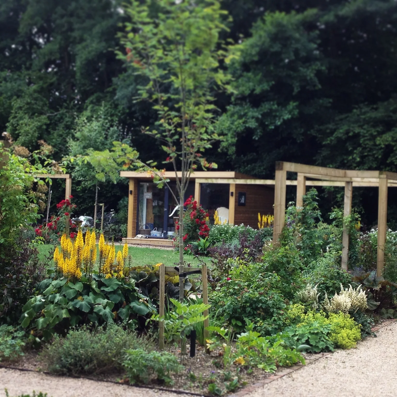 Rose & Perennial Border