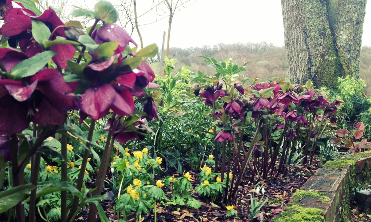 Hellebores