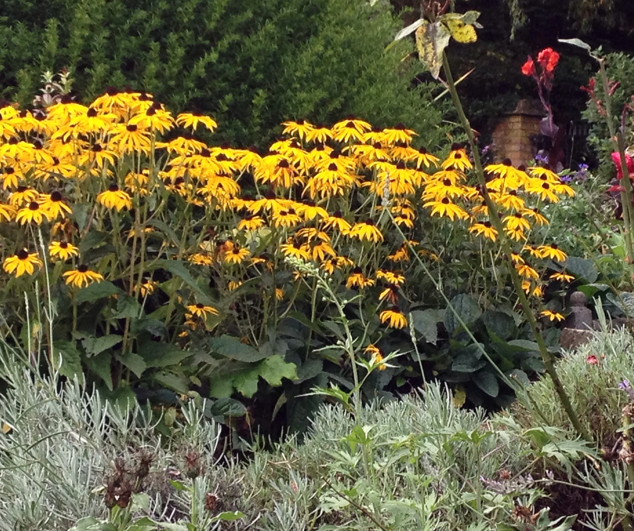 Rudbeckia