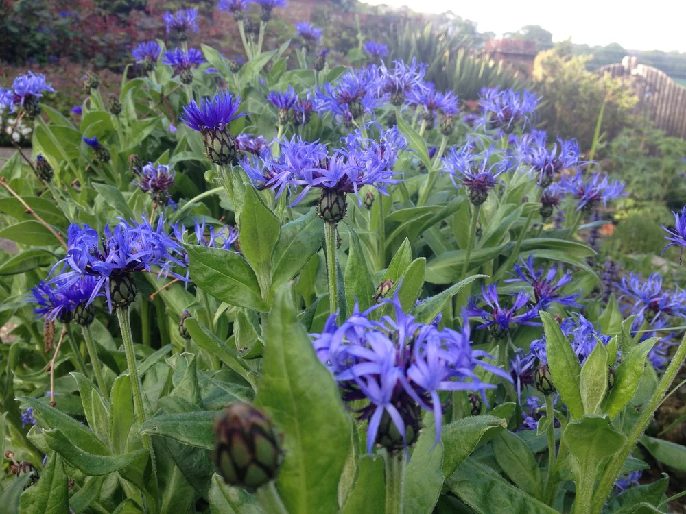 The Perennial Dilemma Jonathon Charles Garden Design