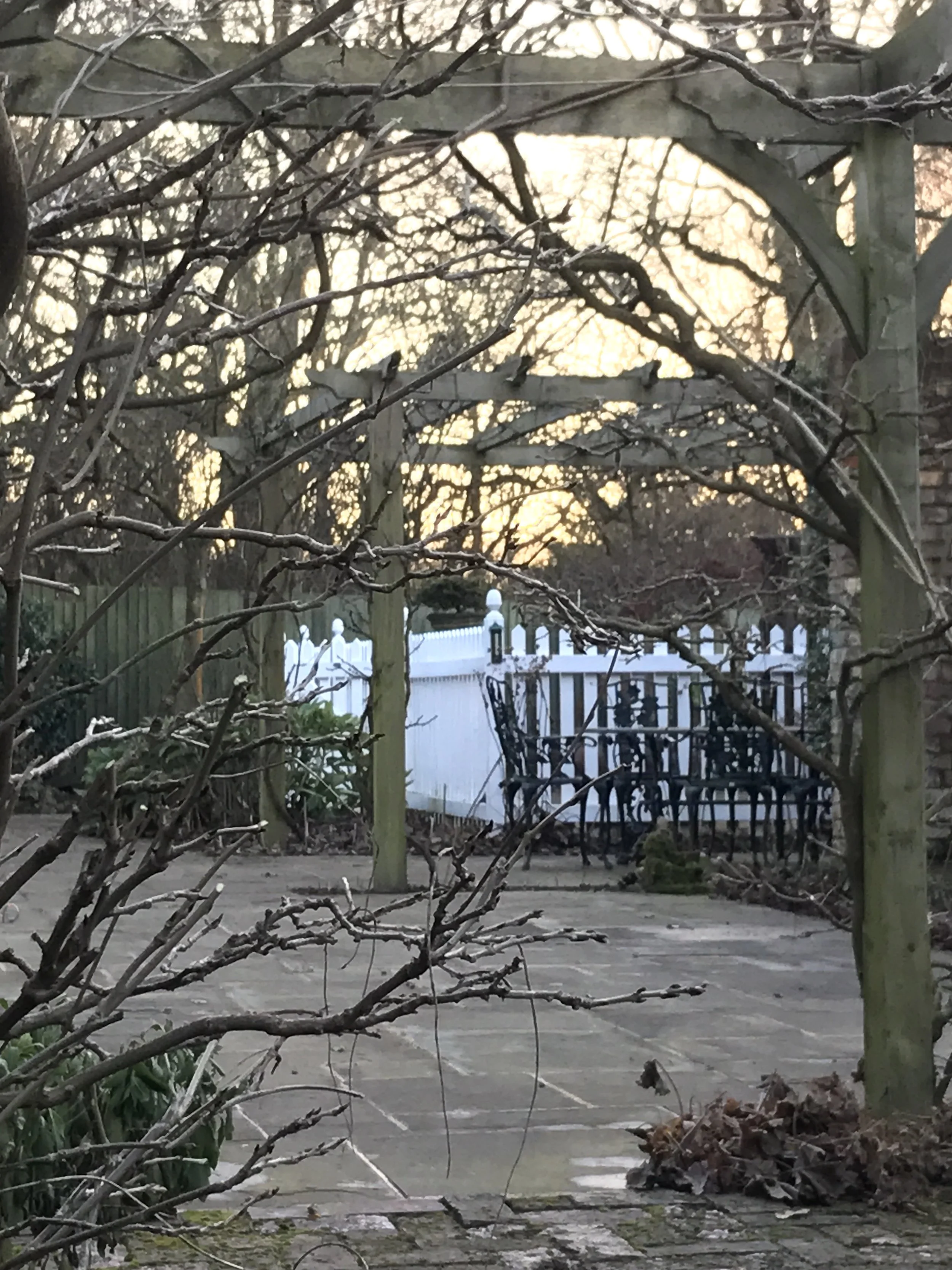 Pruned Wisteria