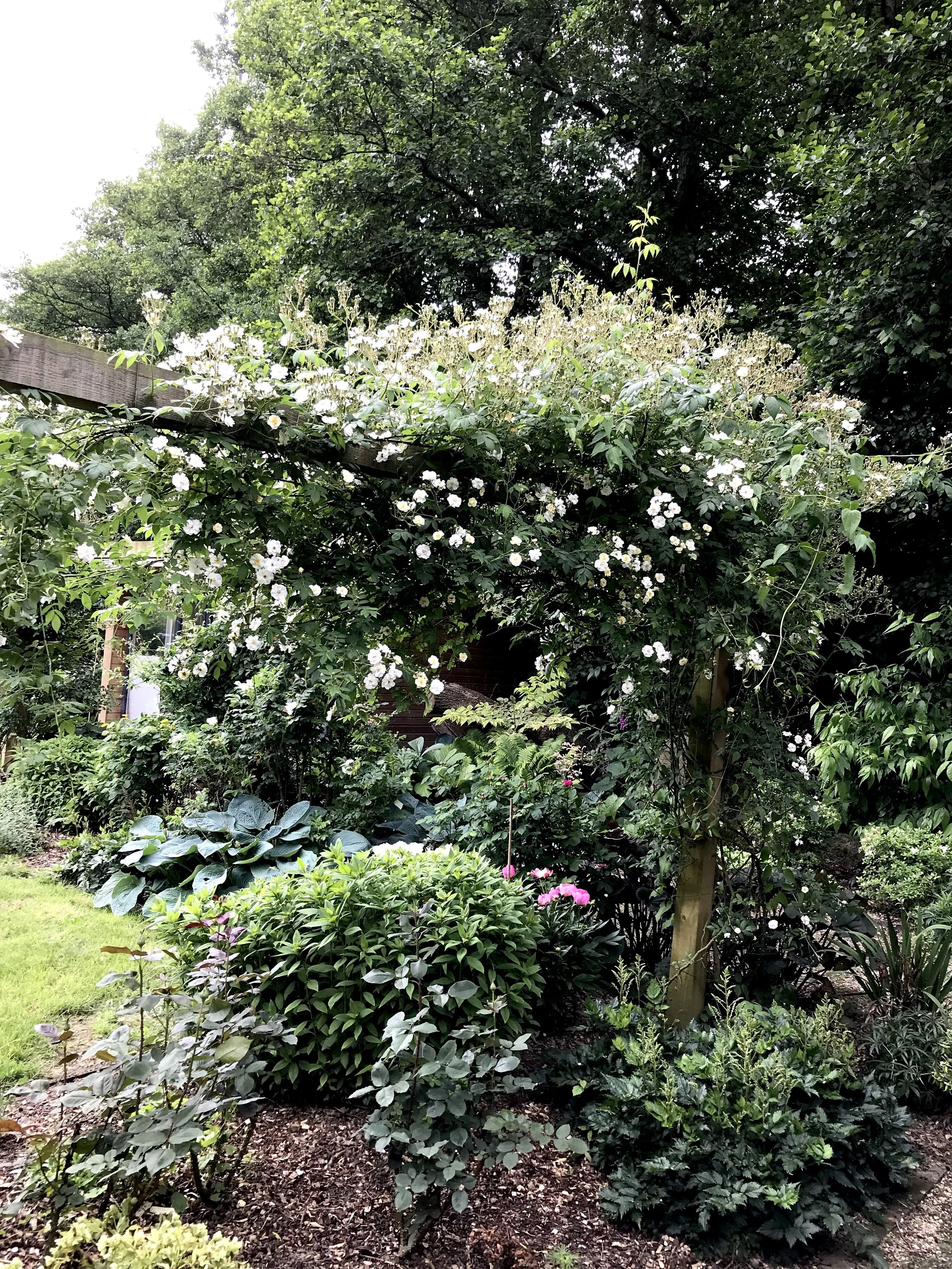 This beautiful rambling rose is just beginning to take shape...