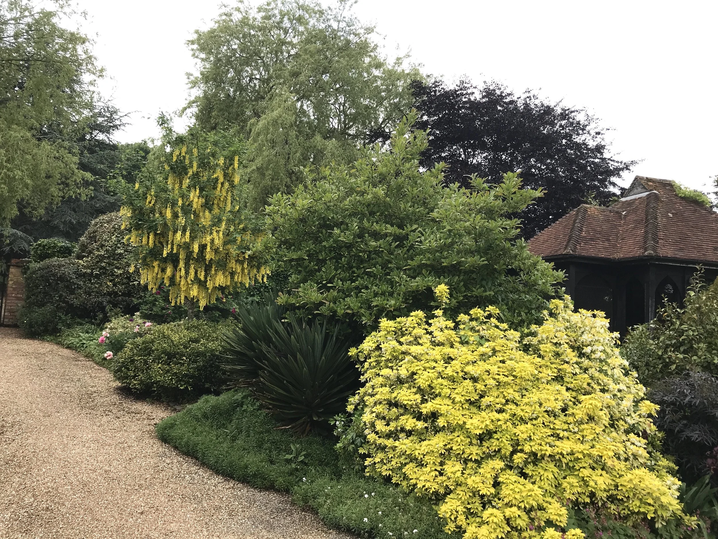 That Laburnum.......!