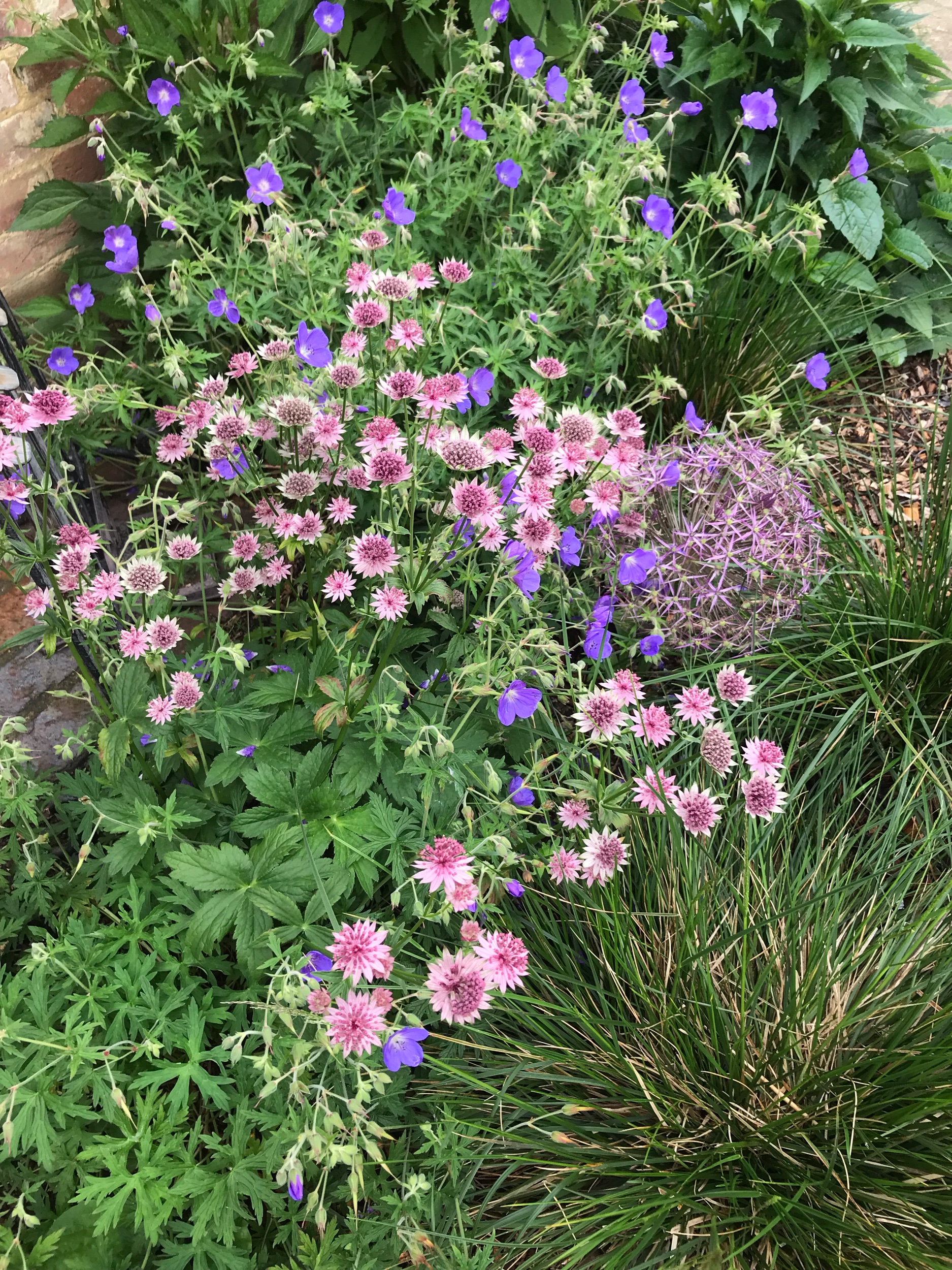 Astrantia