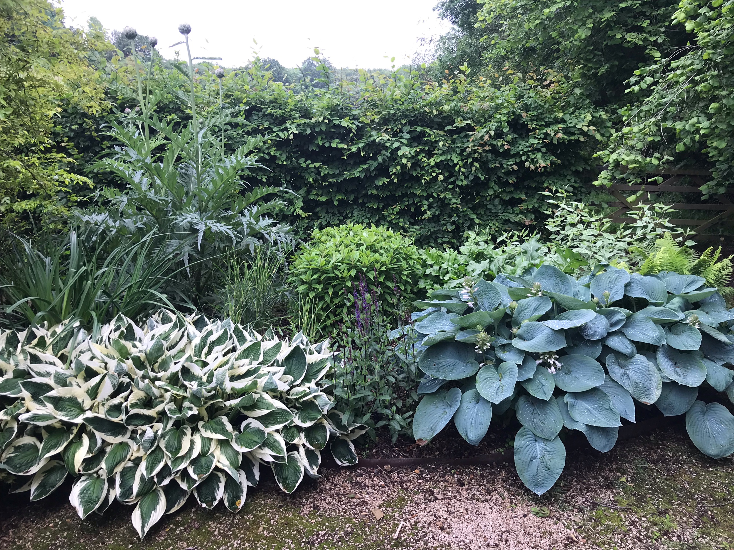 Hostas