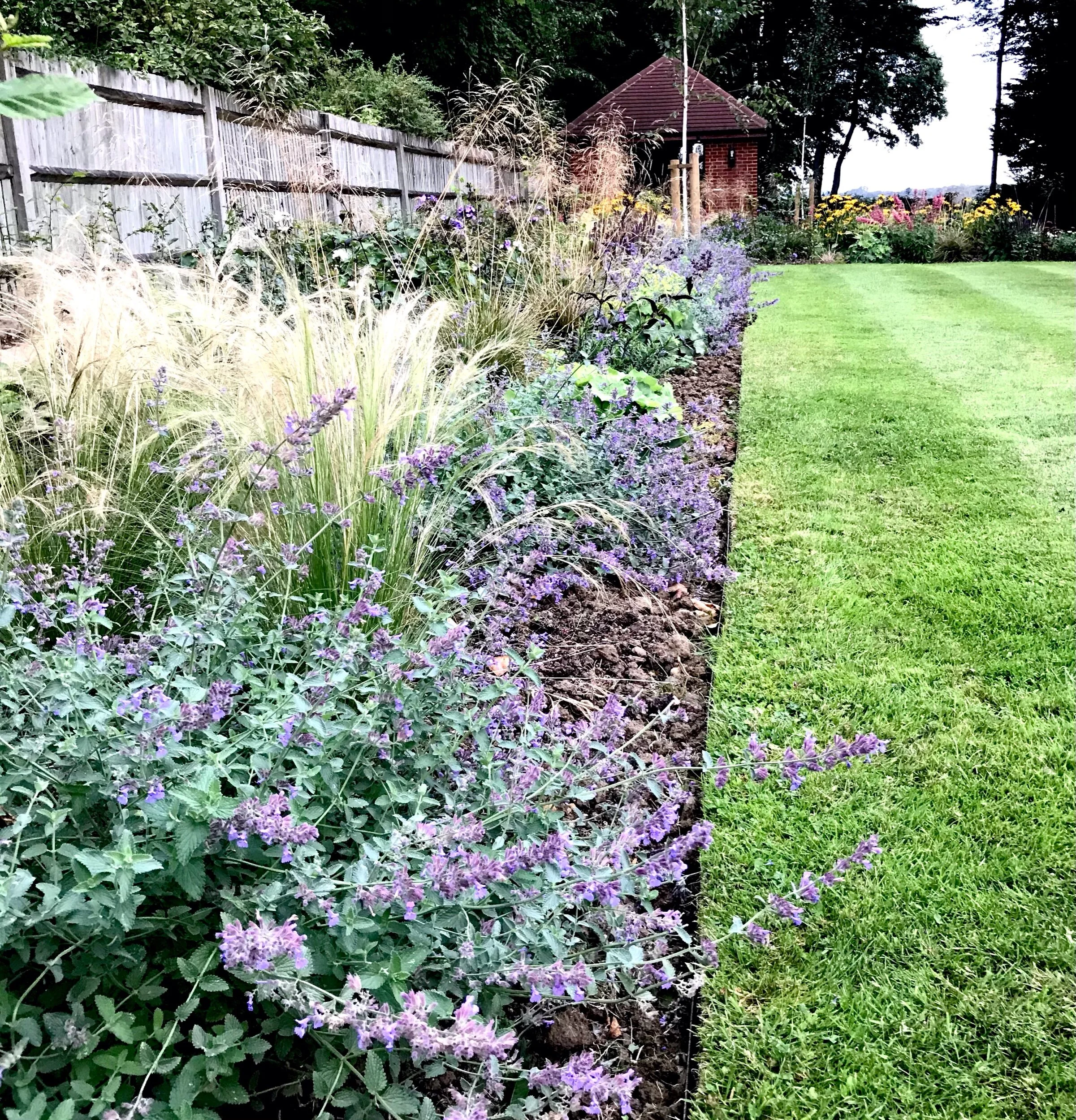Nepeta border
