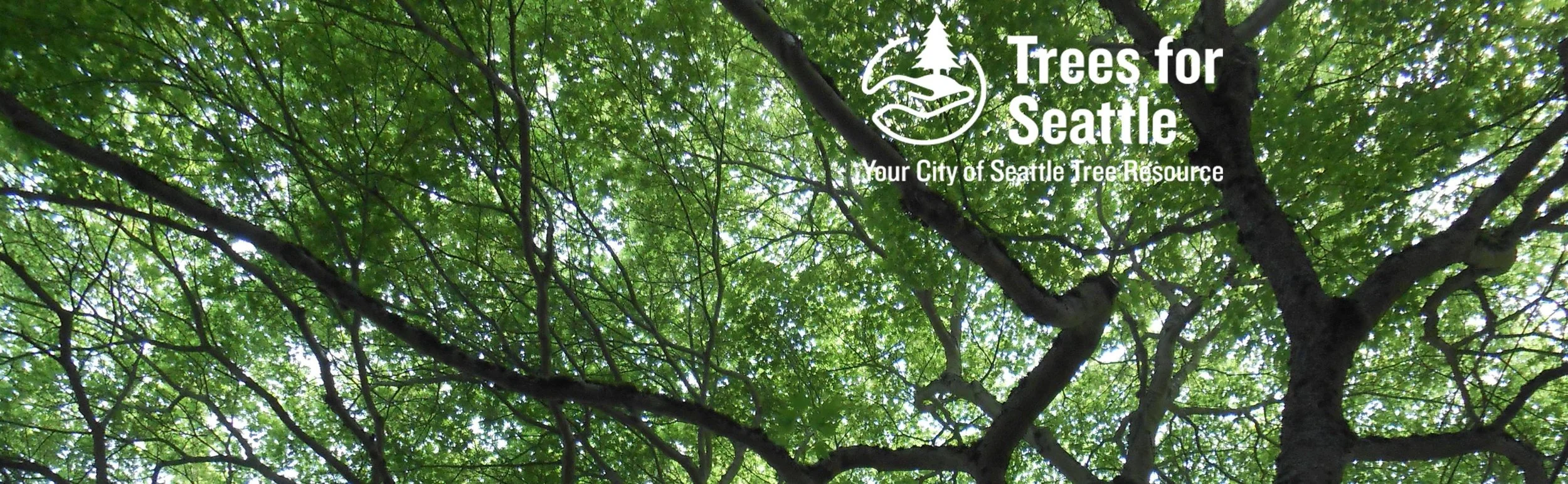 Urban Forestry Trees for Seattle — Urbal Architecture