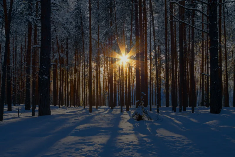 haasforestscene.jpg