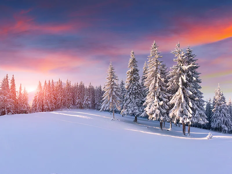 SnowScenePink.jpg