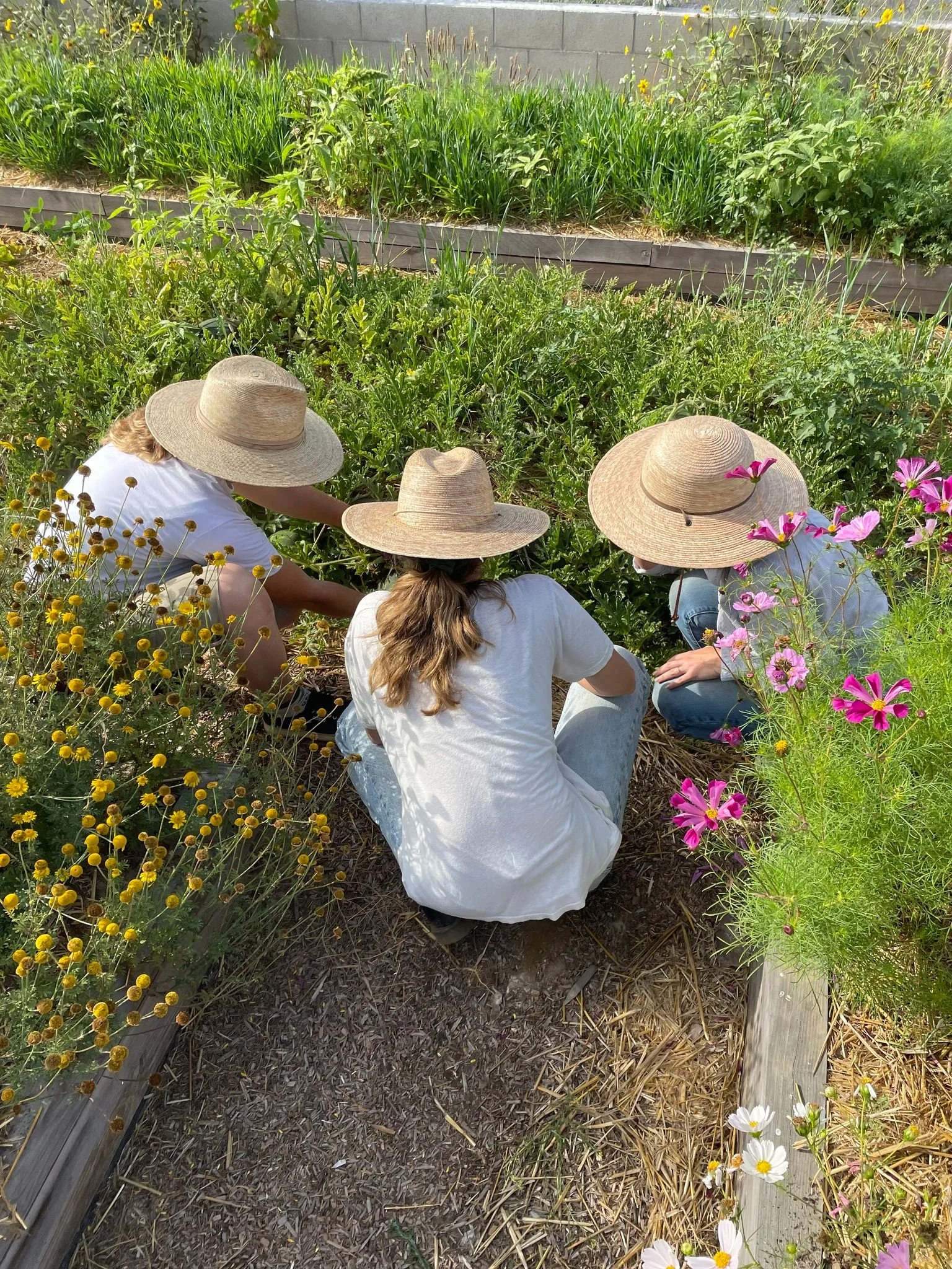 Sustainable landscaping with California native plants and flowers by Solis Gardens