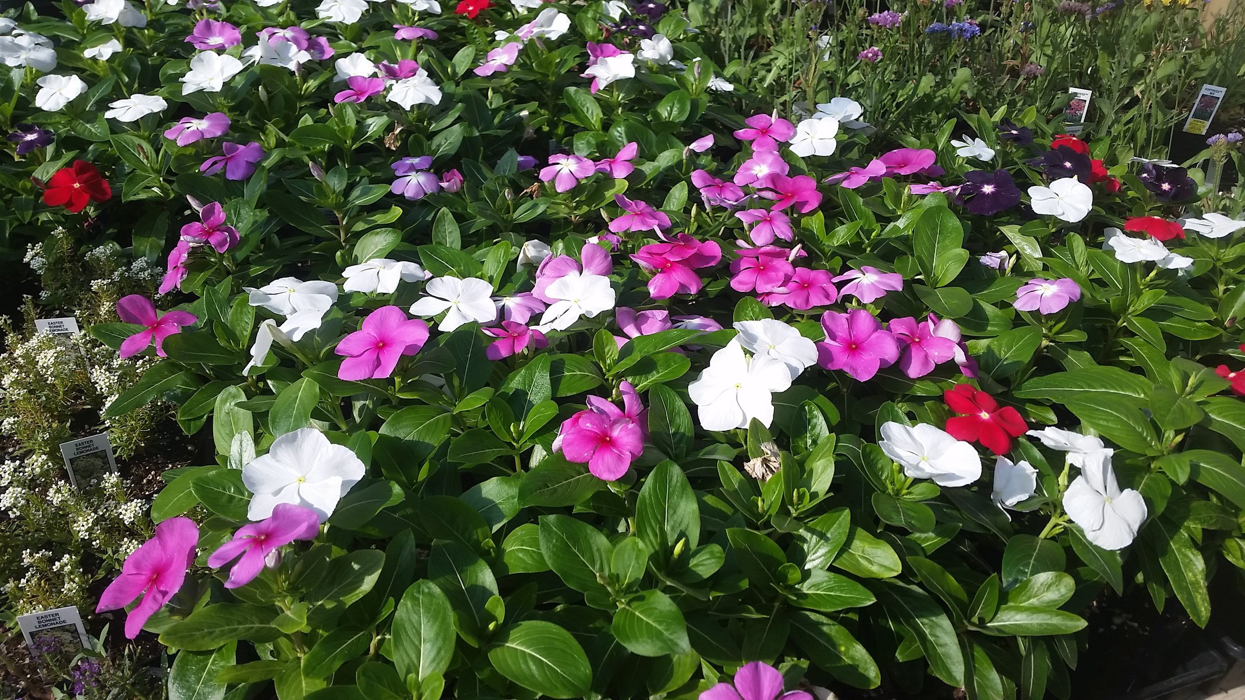 Annual Vinca.jpg