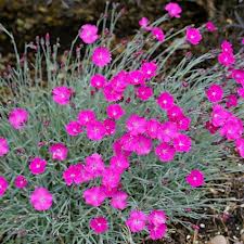 Dianthus.Gratian. Firewitch.jpg